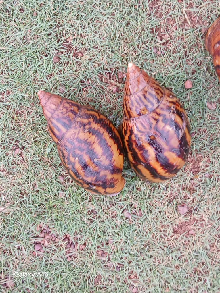 Escargots · Moyen